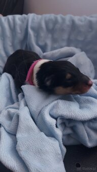 Owczarek szkocki collie długowłosy - 2