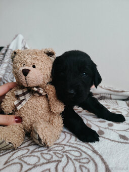 Flat Coated Retriever- Szczeniaki - 2