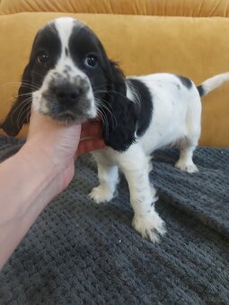 Cocker spaniel angielski - 2