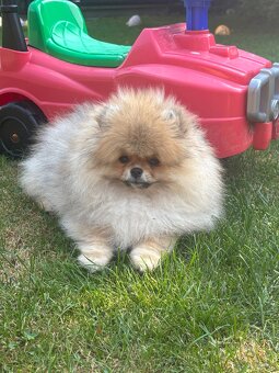 Szpic miniaturowy piesek ZKwP pomeranian - 2