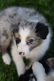 Border Collie FCI - 2