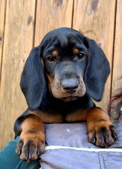 Gończy Słowacki KOPOV ZKwP FCI - 2