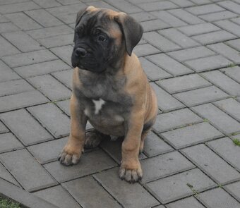 Bullmastiff, Bullmastif, Bulmastif puppies - 2