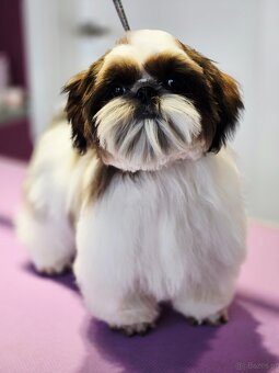 Shih tzu z rodowodem ZKwP FCI samiec Paszport - 2