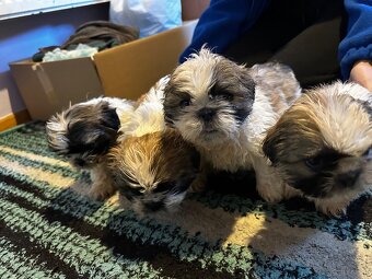 Szczeniaki Shih tzu szukają nowego domu - 2