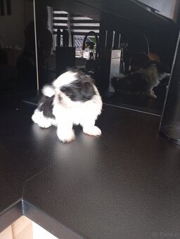 Szczeniaki shih tzu - 2
