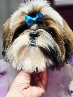 Shih tzu z rodowodem ZKwP FCI szczeniak paszport - 2