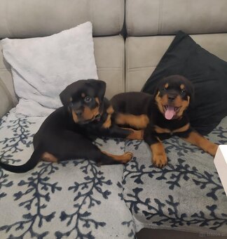 Rottweiler - 2
