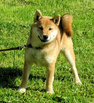 Shiba Inu czerwona, mała suczka o wielkim serduszku - 2
