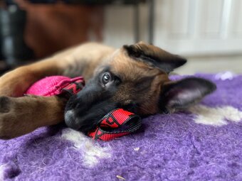 Owczarek belgijski Malinois - 2