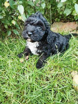Cockapoo f1b - 2