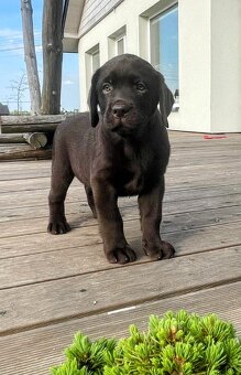 Szczenięta Labrador Retriever - mama FCI - 2