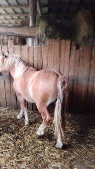 Sprzedam zrebice zimnokwista - 2