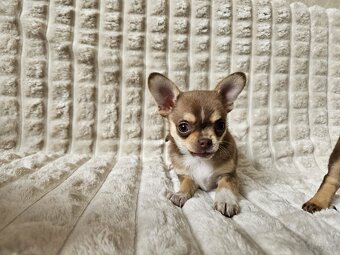 Pieski chihuahua - 2