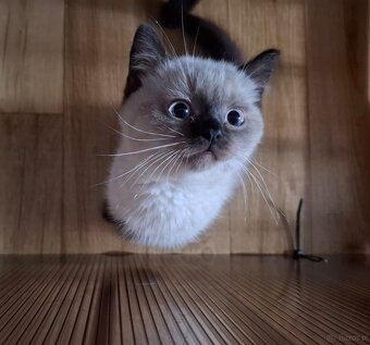 Kot Brytyjski kotek - 2