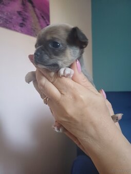 Chihuahua szczenięta - 2