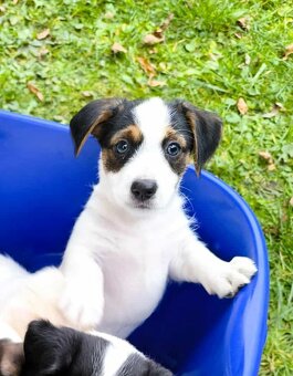 Jack Russell Terrier - 2