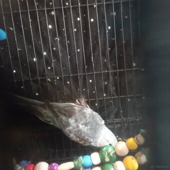 Sprzedam papużki faliste - 2