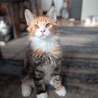 Maine Coon Kocięta z Rodowodem Fpl - 2