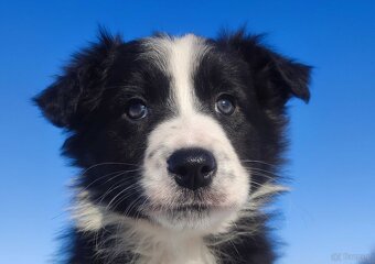 Szczeniak BORDER COLLIE z prof. Hodowli, Pies z pełną dok. - 2