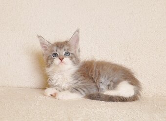 Przepiękna koteczka Maine Coon - LEGALNA HODOWLA - 2