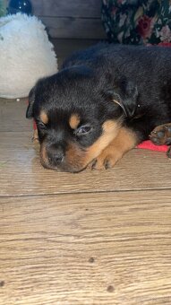 Szczeniaki Rottweiler - 2