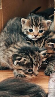 Kociaki na sprzedaż po 23 lutego. W typie norweski leśny - 2