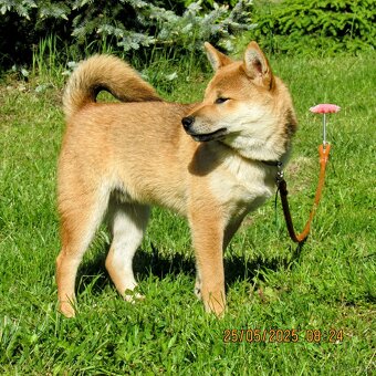 Shiba Inu, czerwony piesek mocno czernią przyprószony - 2
