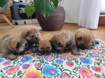 Shiba Inu KioFig ZKwP/FCI - 2