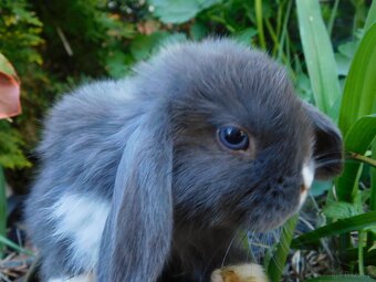 Baranki mini lop - 2