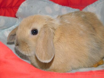 Baranki mini lop - 2