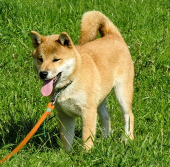 Shiba Inu, czerwony, pięciomiesięczny piesek - 2