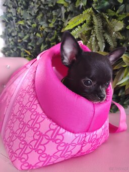 Chihuahua krótkowłosy FCI - 2