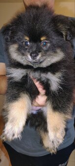 Sprzedam szczeniaków rasy szpic - 2