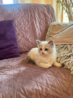 RAGDOLL kocurek blue bicolor - 2