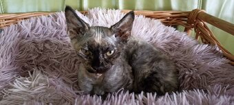Devon rex kotki - 2
