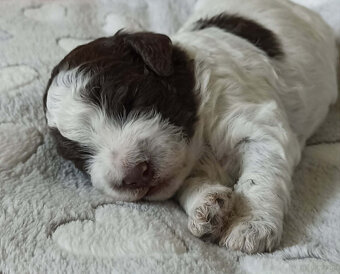Lagotto Romagnolo, piękne szczenięta ZKwP/FCI - 2