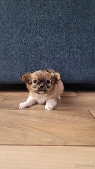 Szczenięta Chihuahua - 2