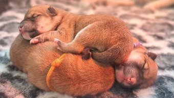 Szczenięta Shiba Inu Fci - 2