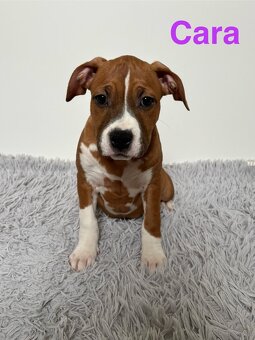 Amstaff - 2