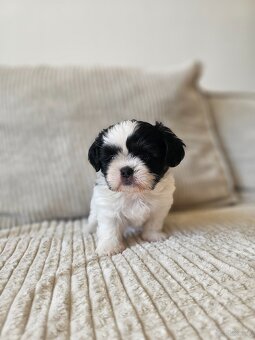 Shih Tzu - 5 szczeniaków do adopcji - 2