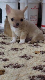 Zloty piesek chihuahua. - 2