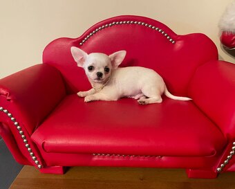 Chihuahua śliczny biały piesek - 2