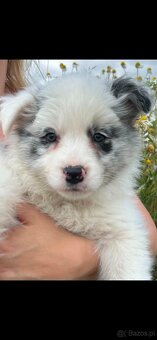 Border collie ZKwP - 2