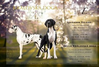 Dog niemiecki z rodowodem - 2