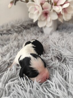 Springer spaniel angielski FCI - 2