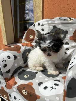 York Biewer terrier - 2
