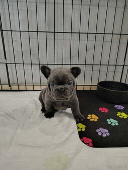 Buldog francuski - 2