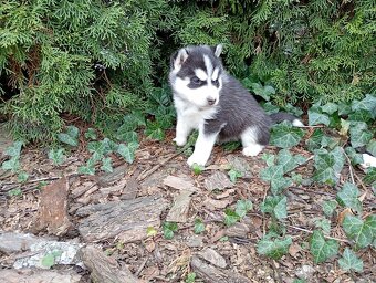 Siberian husky girl - 2