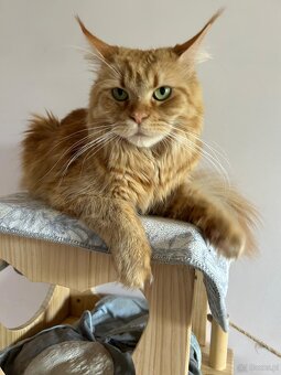 Koki Rasy Maine Coon - 2